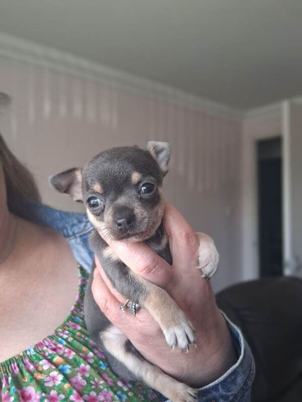 2 Gorgeous Chihuahua Puppies - Image 2 of 5