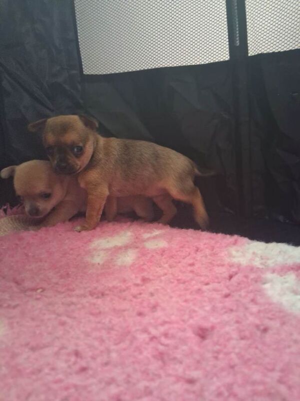 2 Gorgeous Chihuahua Puppies - Image 3 of 5