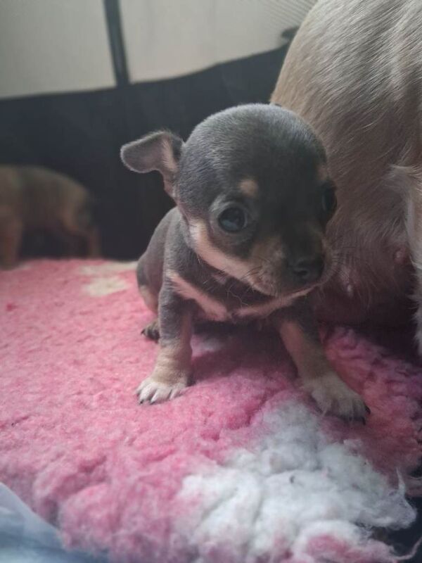 2 Gorgeous Chihuahua Puppies - Image 4 of 5