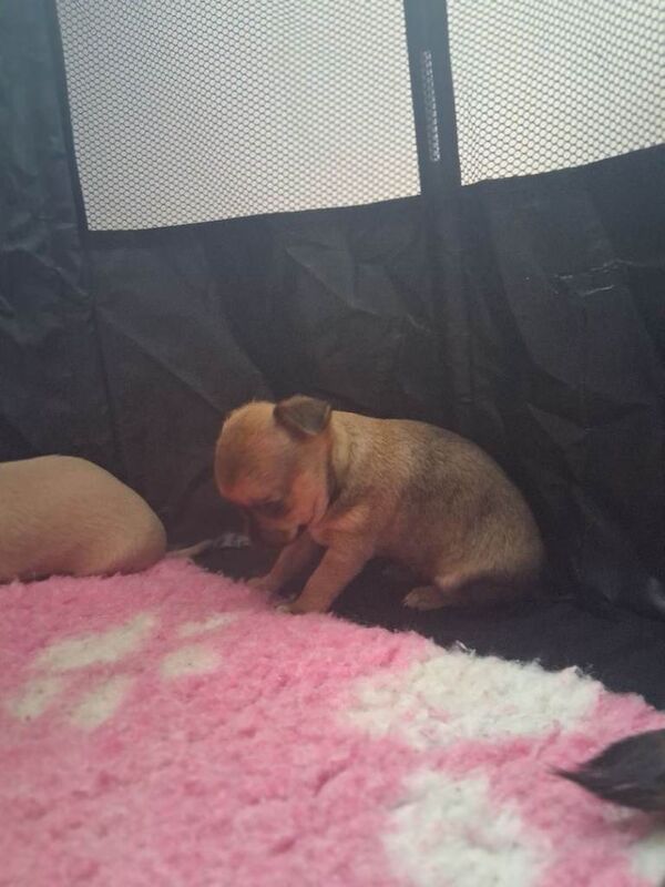 2 Gorgeous Chihuahua Puppies - Image 5 of 5