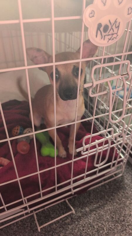 2 jack Russell chihuahua puppies for sale in Hamilton, Lanarkshire