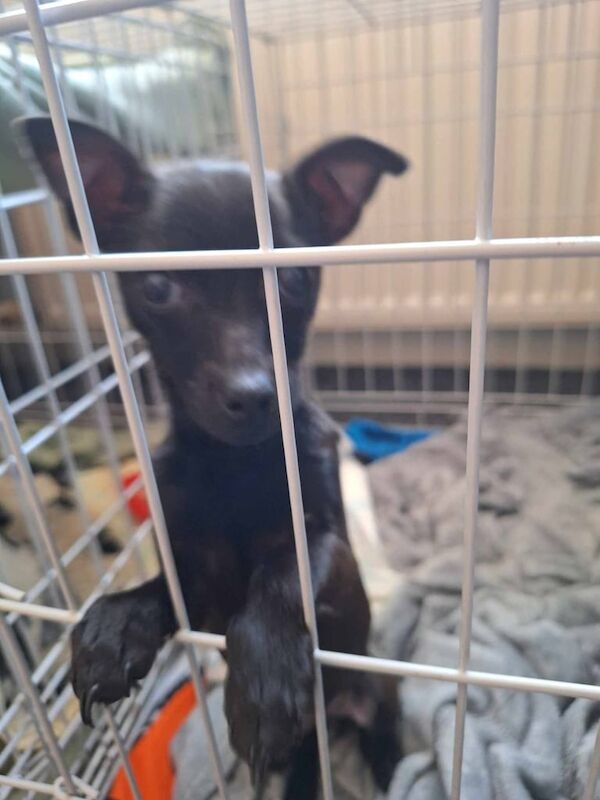 2 jack Russell chihuahua puppies for sale in Hamilton, Lanarkshire | Image 2