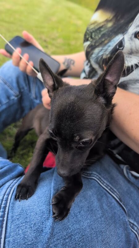 2 jack Russell chihuahua puppies for sale in Hamilton, Lanarkshire | Image 3