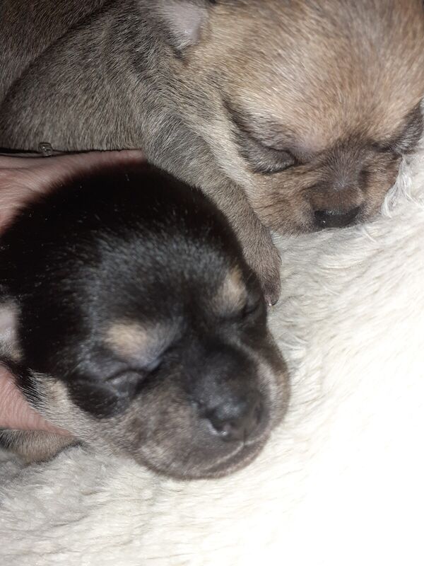 2 little girl chihuahuas for sale ready first wk in may for sale in Whitehaven, Cumbria - Image 1