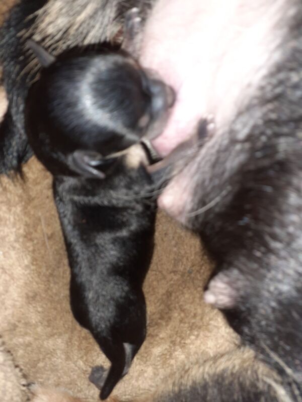 2 little girl chihuahuas for sale ready first wk in may for sale in Whitehaven, Cumbria - Image 2