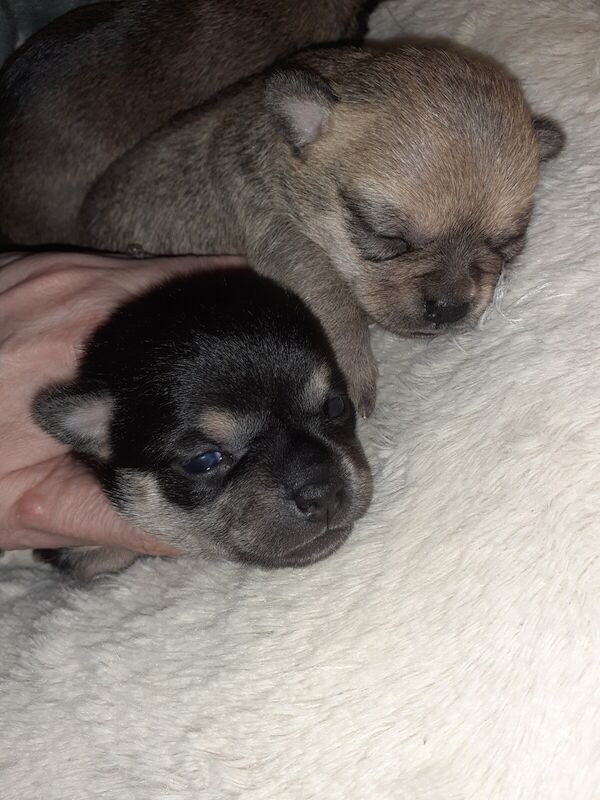 2 little girl chihuahuas for sale ready first wk in may for sale in Whitehaven, Cumbria - Image 3