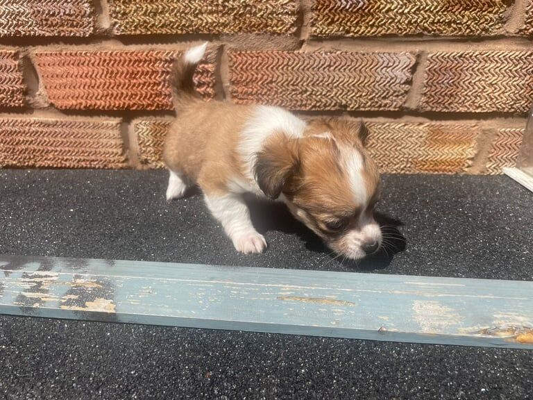 Chihuahua puppies for sale in Coventry, West Midlands – 6 weeks old