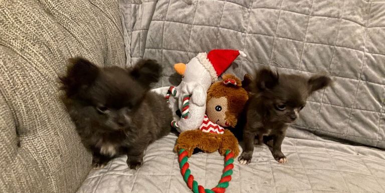Chihuahua Puppies For Sale