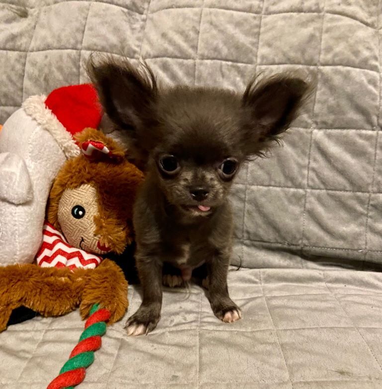 2 male blue longcoat chihuahuas - Image 4 of 4