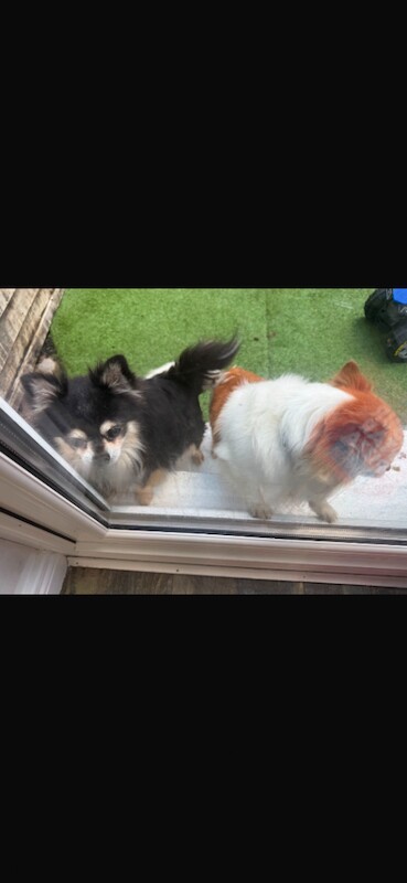 2 male chihuahua for sale