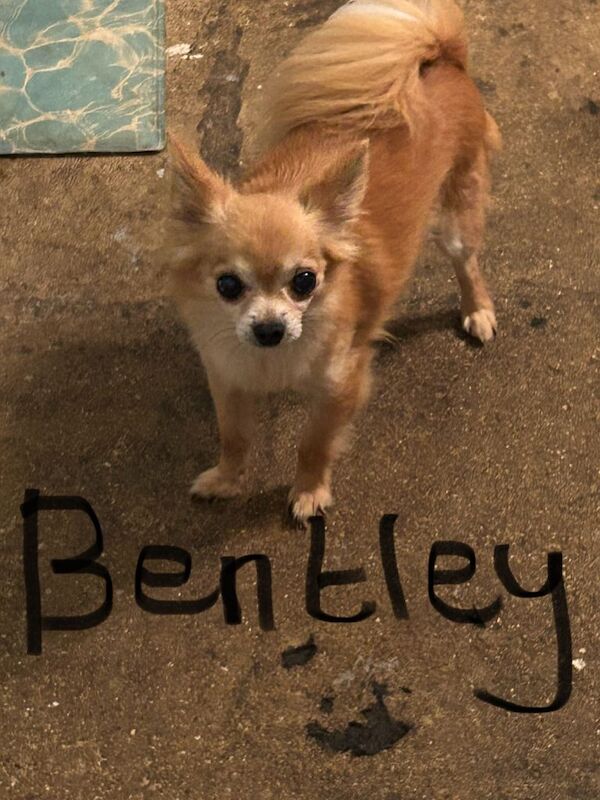 Chihuahua puppies for sale in Tetbury, Gloucestershire – 10 years old