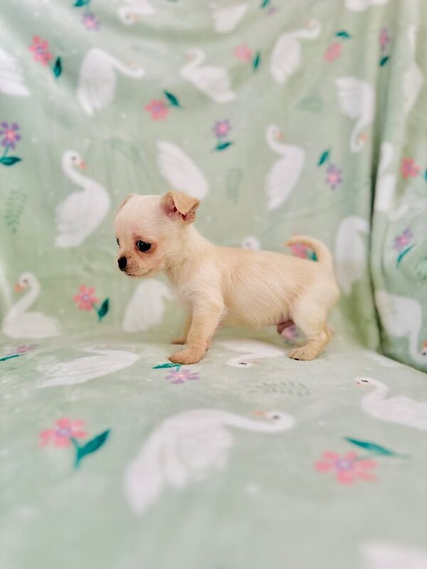 2 Pups left Ready to leave now for sale in Brierley Hill, West Midlands - Image 1