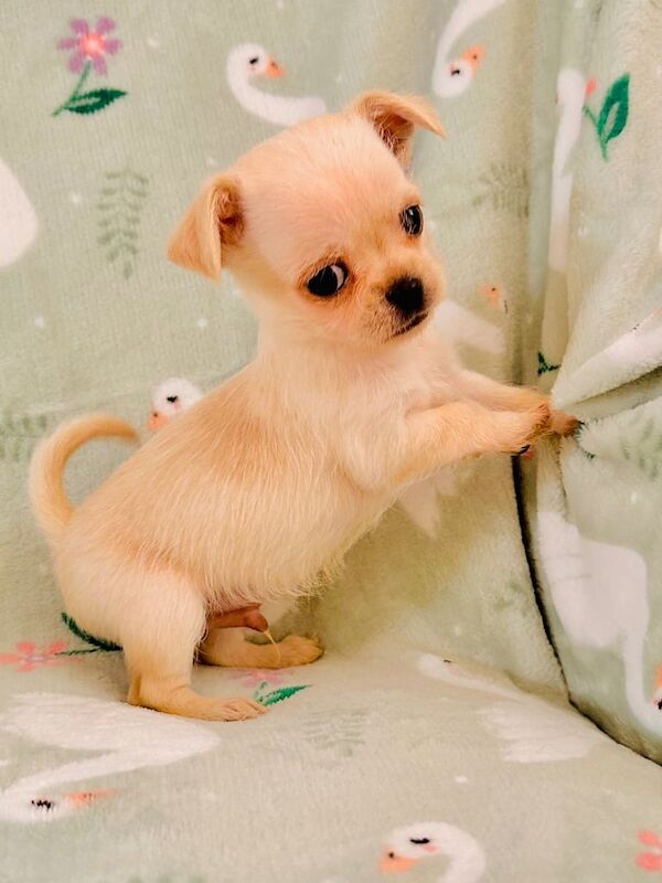 2 Pups left Ready to leave now for sale in Brierley Hill, West Midlands - Image 3