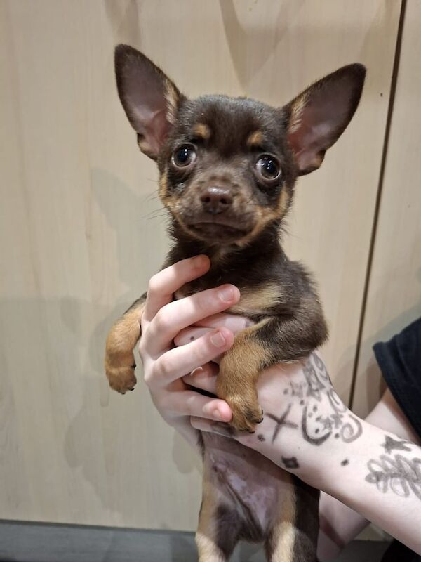 Chihuahua puppies for sale in Sawston, Cambridgeshire – 9 weeks old