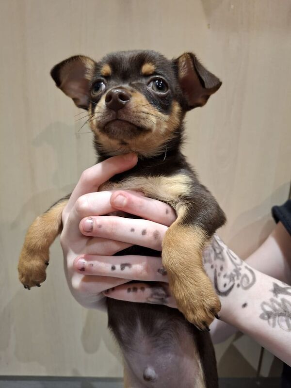 Chihuahua puppies for sale in Sawston, Cambridgeshire – 9 weeks old - Image 2 of 3