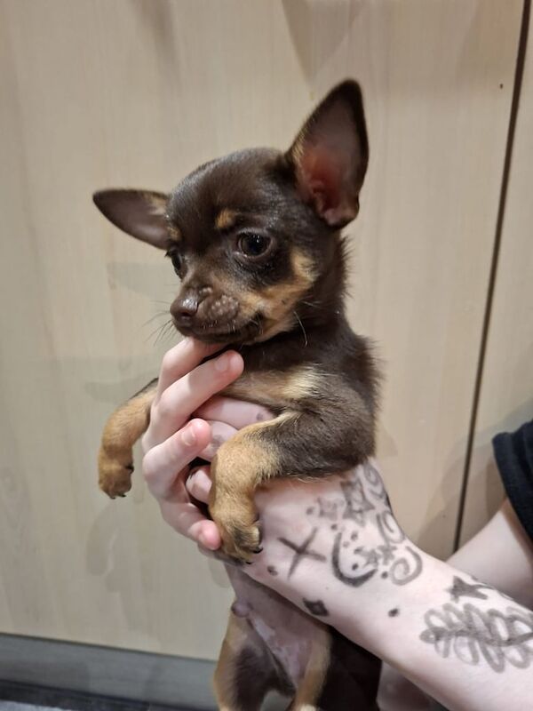 Chihuahua puppies for sale in Sawston, Cambridgeshire – 9 weeks old - Image 3 of 3