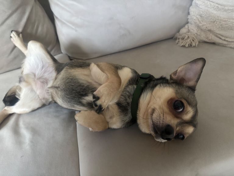 Chihuahua puppies for sale in Leeds City Centre, West Yorkshire – 2 years old