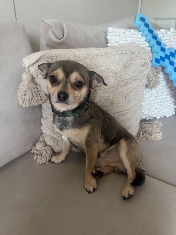 Chihuahua puppies for sale in Leeds City Centre, West Yorkshire – 2 years old - Image 2 of 3