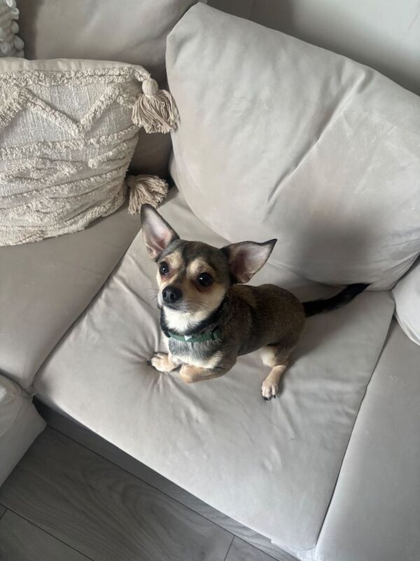 Chihuahua puppies for sale in Leeds City Centre, West Yorkshire – 2 years old - Image 3 of 3