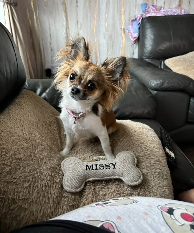 Chihuahua puppies for sale in Salford, Greater Manchester – 1 year old
