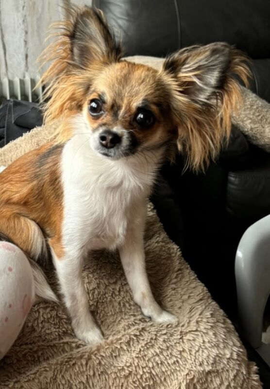 Chihuahua puppies for sale in Salford, Greater Manchester – 1 year old - Image 2 of 3