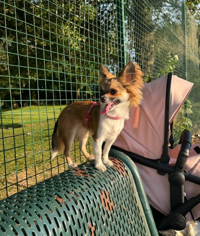 Chihuahua puppies for sale in Salford, Greater Manchester – 1 year old - Image 3 of 3