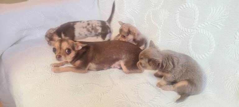 3 adorable chihuahua puppies boys for sale