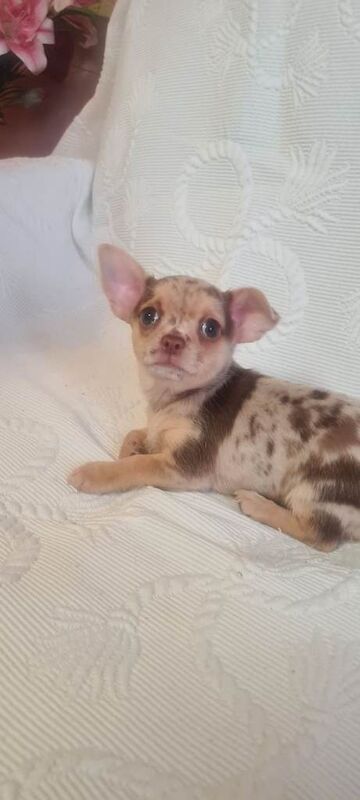 3 adorable chihuahua puppies boys for sale - Image 2 of 5