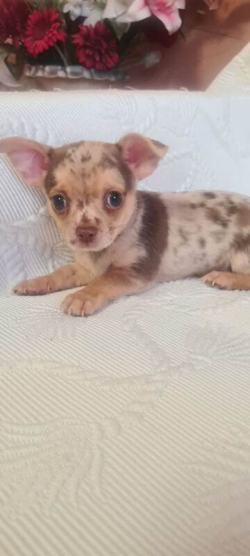 3 adorable chihuahua puppies boys for sale - Image 3 of 5