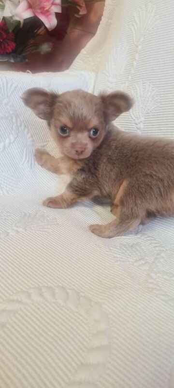 3 adorable chihuahua puppies boys for sale - Image 4 of 5
