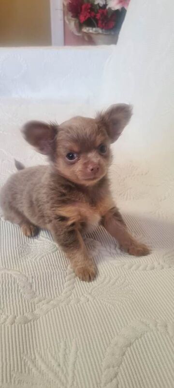 3 adorable chihuahua puppies boys for sale - Image 5 of 5