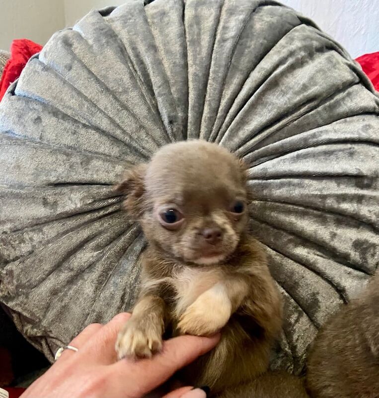 Chihuahua puppies for sale in Inverurie, Aberdeenshire – KC registered, 11 weeks old