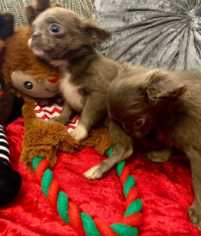 Chihuahua puppies for sale in Inverurie, Aberdeenshire – KC registered, 11 weeks old - Image 2 of 3