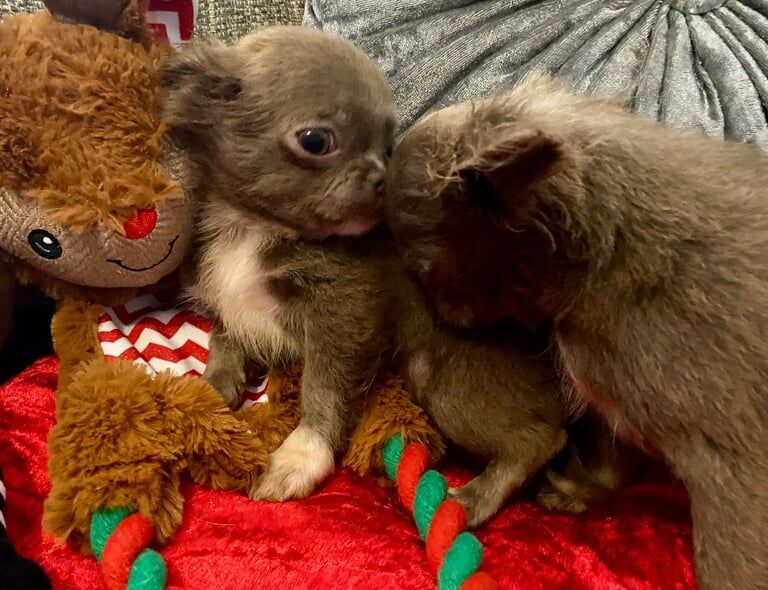 Chihuahua puppies for sale in Inverurie, Aberdeenshire – KC registered, 11 weeks old - Image 3 of 3