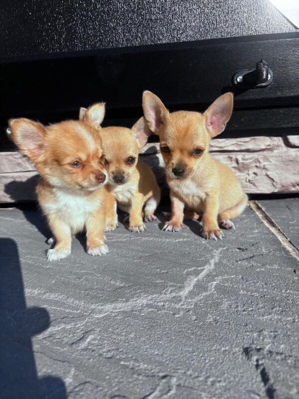 Chihuahua Puppies For Sale Under £1,000
