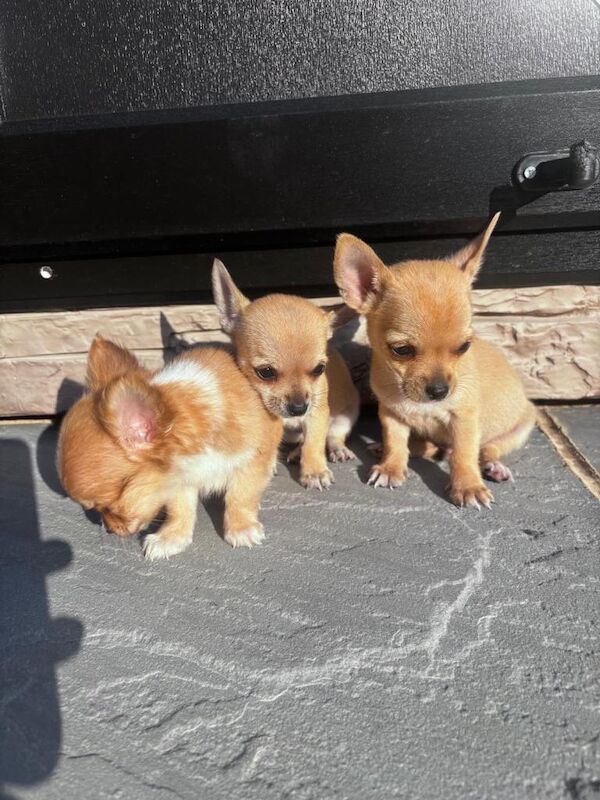 3 beautiful chihuahua puppies for sale - Image 2 of 4