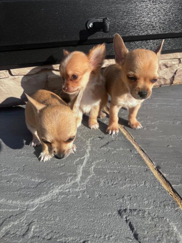 3 beautiful chihuahua puppies for sale - Image 3 of 4