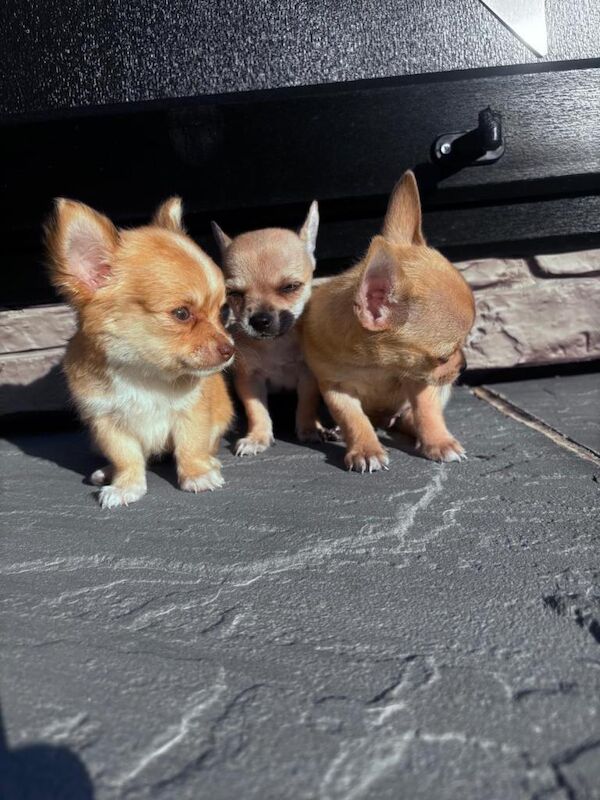 3 beautiful chihuahua puppies for sale - Image 4 of 4