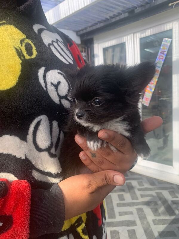 3 Boy Beautiful long haired Chihuahua Puppies - Image 2 of 4