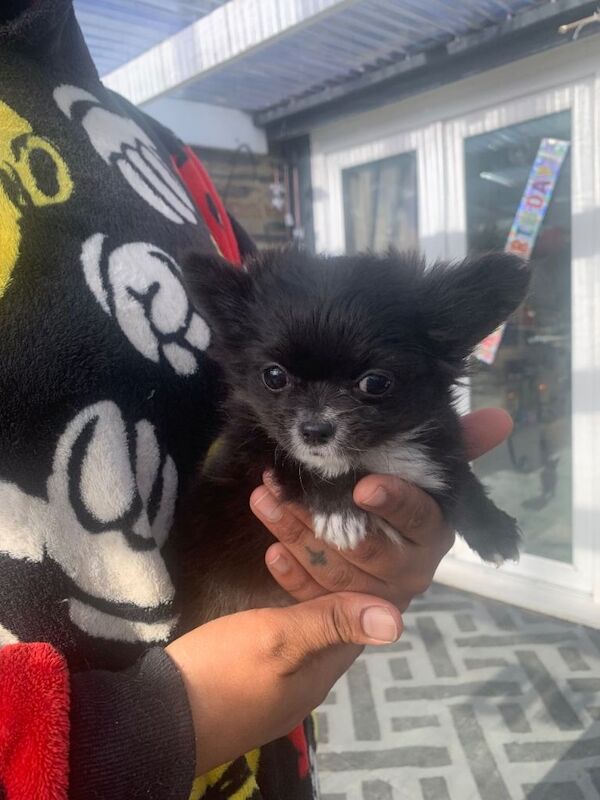 3 Boy Beautiful long haired Chihuahua Puppies - Image 3 of 4