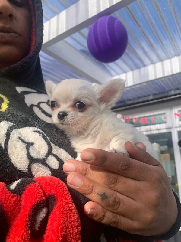 3 Boy Beautiful long haired Chihuahua Puppies - Image 4 of 4