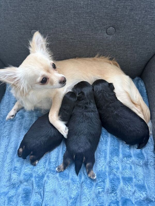 3 Chihuahua boys for sale