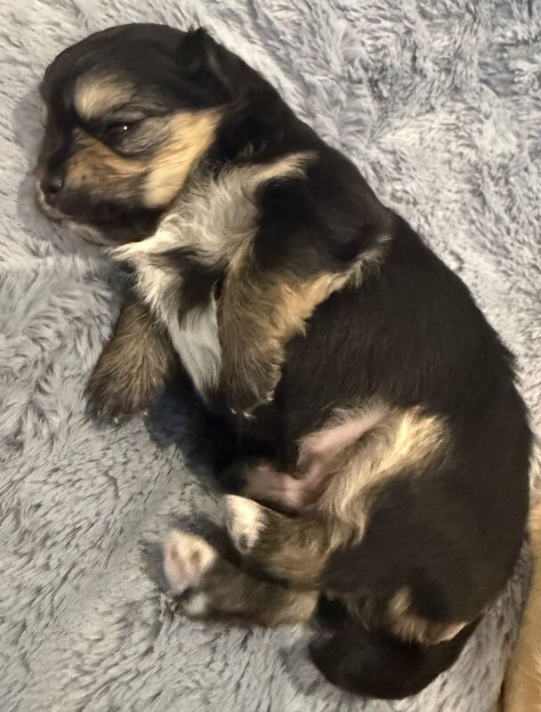 3 Chihuahua boys for sale - Image 2 of 4
