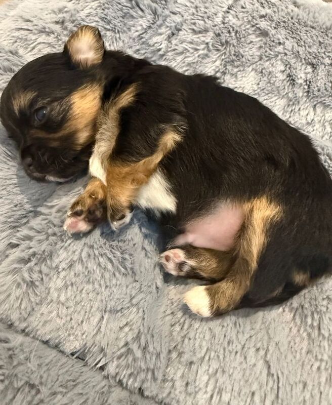 3 Chihuahua boys for sale - Image 3 of 4