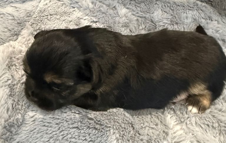 3 Chihuahua boys for sale - Image 4 of 4