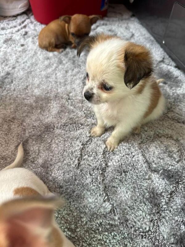 Chihuahua Puppies For Sale