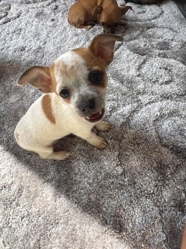 3 Chihuahua Puppies - Image 2 of 5