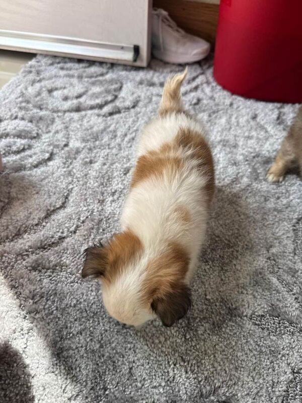 3 Chihuahua Puppies - Image 3 of 5