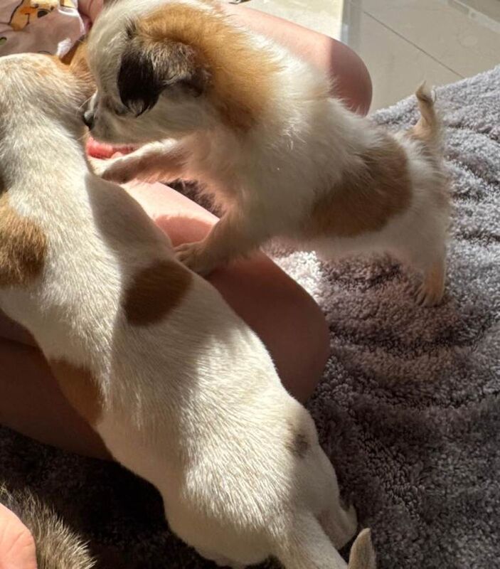 3 Chihuahua Puppies - Image 4 of 5