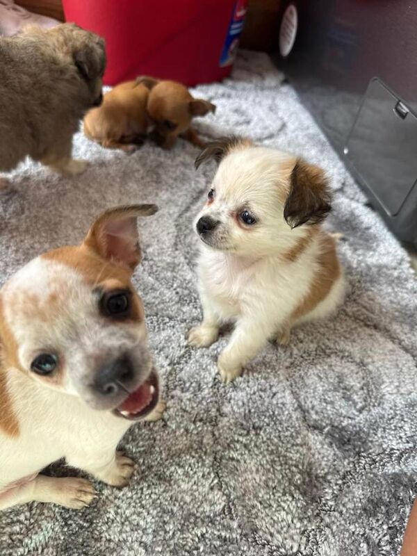 3 Chihuahua Puppies - Image 5 of 5